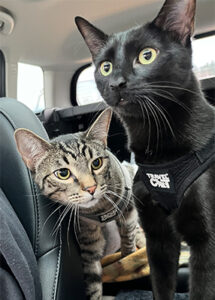 Hocus and Eerie on a road trip in their Travel Cat harnesses.